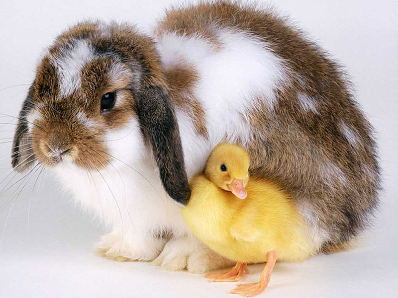 Easter_Buddies_800